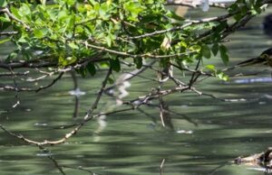 Ecoparque Lago de Las Garzas, cuna de la biodiversidad