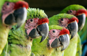Trafico De Fauna Silvestre