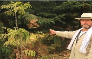 EL CÓDIGO ECOLÓGICO EN LOS BOSQUES – Por: Leonardo Andrés Ballesteros P.
