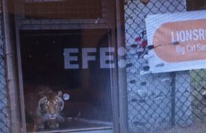 Cuatro tigres recluidos en un vagón en Argentina hallan hogar en Sudáfrica