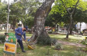 Autoridades previenen caída de árboles en temporada invernal