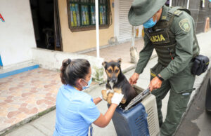 Alcaldía avanza en fortalecer proceso de incautación de animales maltratados