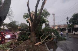 DAGMA continúa atendiendo emergencia por vendaval