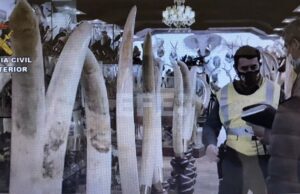 Incautan 1.090 animales disecados para el contrabando