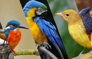 El 14 de mayo la invitación para los vallecaucanos es a contar aves en el Global Big Day