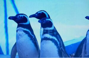 Pingüinos rescatados regresan al mar en Argentina
