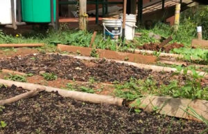 La Educación Ambiental hace parte del plan curricular de las instituciones educativas oficiales de Cali