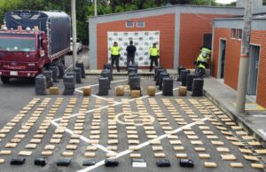 Policía Valle Incauta 1.400 Kilos De Marihuana Tipo Creepy