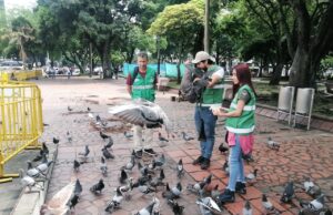 DAGMA inició acciones de protección y cuidado a palomas del centro de Cali