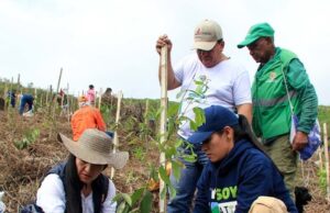 Cumpleaños feliz para Cali con la siembra de 1.000 árboles contra incendios