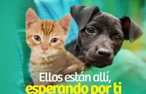 Gobernación del Valle se suma a campaña en busca de hogar para 300 perros y gatos