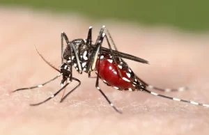 Secretaría de Salud del Valle hace seguimiento a casos de dengue en tres municipios