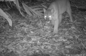 Ojos que brillan en la oscuridad, llenan de vida y esperanza nuestros ecosistemas