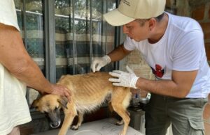 Decomisan caninos por deplorable estado de salud