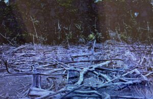 Guaviare, una selva que se desvanece entre llamas para abrir paso a la ganadería
