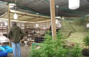 Legalizar la industria del cannabis asegura empleos, impuestos y combatir las mafias: Gobernadora del Valle