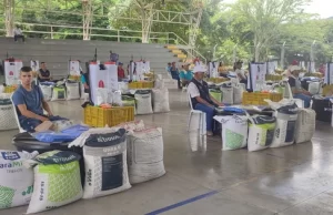 En San Pedro se produce Mora y Plátano de la mejor calidad con el aporte de Valle Agro