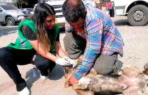 Dagma y Policía ambiental verifican acatamiento de mandatos de protección animal