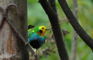 Disfrute del 1er encuentro Cali Ciudad de las Aves