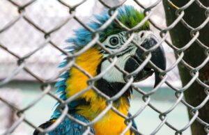 La fauna exótica en Cali ya se volvió paisaje