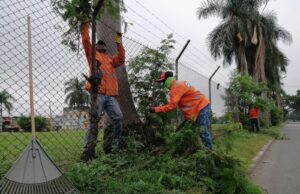 Fundaciones forestales retiraron 80 toneladas de residuos vegetales de corredores viales