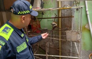En Candelaria rescata ‘Mono Titi Cabeciblanco’ que pretendía ser comercializado en el mercado negro