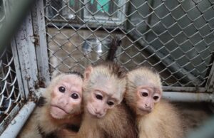 Dagma, esperanza de vida para especies víctimas del tráfico de fauna silvestre