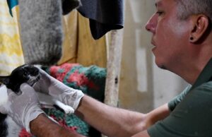 Centro de Bienestar Animal atiende a caninos y felinos que quedaron desamparados en Montebello
