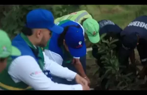 Gestores Ambientales de Inciva coordinaron siembra de árboles en zona urbana de Alcalá