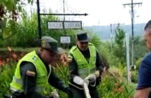 En Jamundí y Cali Policía Ambiental rescató dos ‘Boas Constrictor