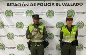Policía Ambiental rescató Gavilán abandonado en el barrio Ciudad Córdoba