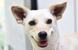 Unidad de Protección Animal interviene en caso denunciado por redes sociales