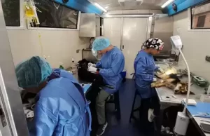 Unidad Móvil de Esterilización de la Secretaría de Salud del Valle continúa recorridos para beneficiar perros y gatos en condición de vulnerabilidad.