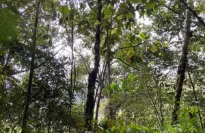 Llamado a las autoridades a fortalecer controles y sancionar a quienes atenten contra el ambiente provocando incendios forestales