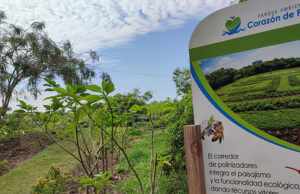Las abejas: segundas mejores amigas de la humanidad