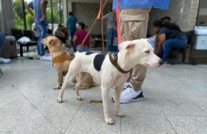 Centro de Bienestar Animal realizó su primera jornada masiva de esterilizaciones