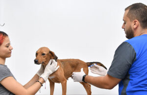 Perros adultos buscan la oportunidad de un nuevo hogar