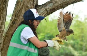 Gracias a labor del Dagma, fauna silvestre retorna a su hábitat
