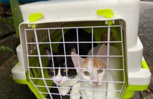 Unidad de Protección Animal realiza control a colonias de gatos