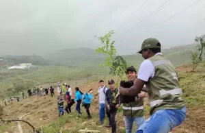 Más de 13.000 árboles se sembrarán en el Valle del Cauca en el Día Internacional del Árbol