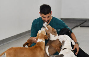 Cali realizará aportes a la Política Nacional de Protección y Bienestar Animal