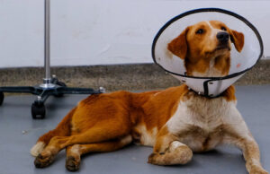 Centro de Bienestar Animal atiende a canino herido con arma de fuego