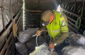 Descubren material explosivo que era transportado en bultos de papa por vía de La Pintada