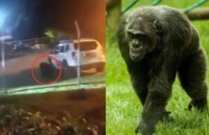NOTICIA NACIONAL/PEREIRA Sacrifican a Pancho y Chita, chimpancés que escaparon del bioparque Ukumarí