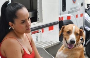 Esterilizar: un acto de amor por los animales de compañía