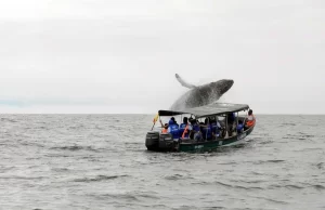 Invitación a disfrutar en el Valle del Cauca el inicio de la temporada de ballenas en el Pacífico