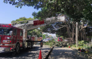 Manos criminales afectaron árbol notable