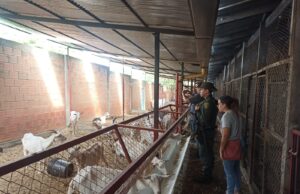 A la protección de los animales