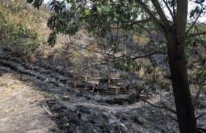 Incendio en ecoparque del cerro La Bandera acabó con unas 20 hectáreas de vegetación