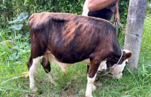 Unidad de Protección Animal atendió caso de animales en estado de desnutrición